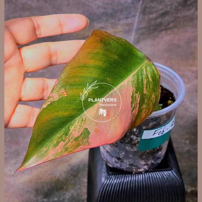 variegated philodendron