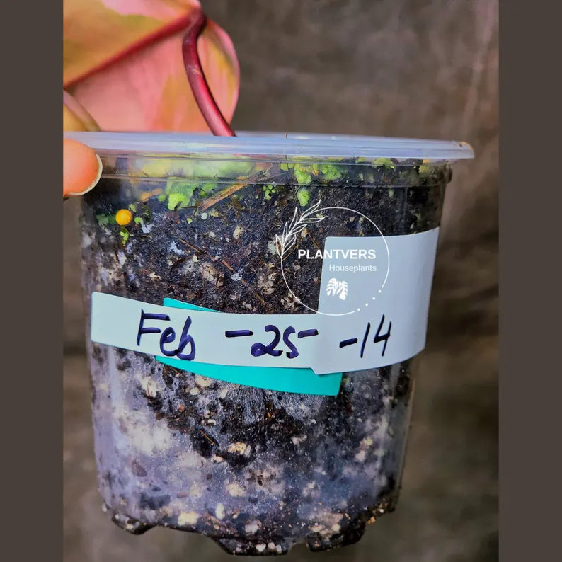 High Variegated Philodendron Strawberry Shake - Rare Collector Plant - Exact Plant - US Seller