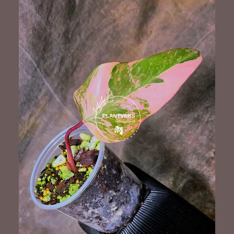 variegated philodendron