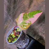 variegated philodendron