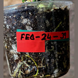 Variegated Philodendron Florida Beauty x Mayoi - Super Rare Live Plants - Air Purifier Plant for Home Decor - Exact Same Plant - US Seller