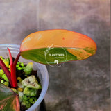 variegated philodendron