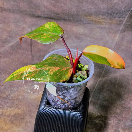 pink philodendron