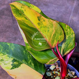 High Variegated Philodendron Strawberry Shake - Rare Collector Plant - Exact Plant - US Seller