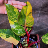 High Variegated Philodendron Strawberry Shake - Rare Collector Plant - Exact Plant - US Seller