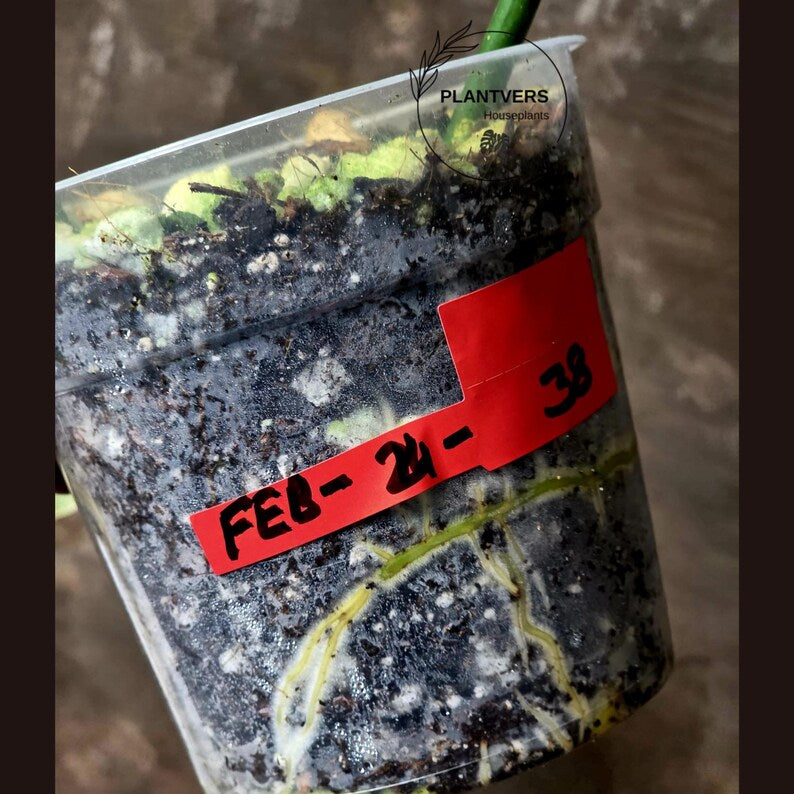 Variegated Philodendron Florida Beauty x Mayoi - Super Rare Live Plants - Air Purifier Plant for Home Decor - Exact Same Plant - US Seller