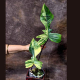 Variegated Philodendron Florida Beauty x Mayoi - Super Rare Live Plants - Air Purifier Plant for Home Decor - Exact Same Plant - US Seller