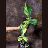 Variegated Philodendron Florida Beauty x Mayoi - Super Rare Live Plants - Air Purifier Plant for Home Decor - Exact Same Plant - US Seller
