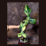 Variegated Philodendron Florida Beauty x Mayoi - Super Rare Live Plants - Air Purifier Plant for Home Decor - Exact Same Plant - US Seller