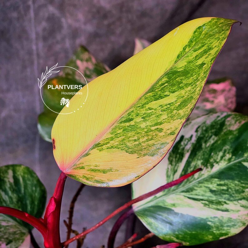 High Variegated Philodendron Strawberry Shake - Rare Collector Plant - Exact Plant - US Seller