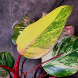High Variegated Philodendron Strawberry Shake - Rare Collector Plant - Exact Plant - US Seller