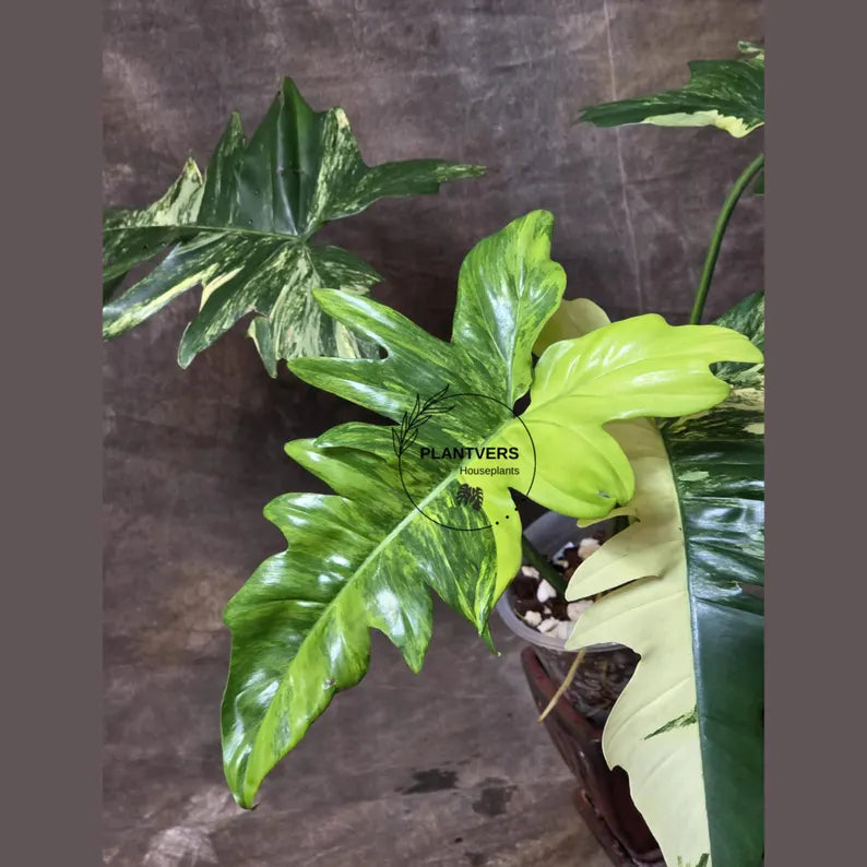 Variegated Philodendron Florida Beauty x Mayoi - Super Rare Live Plants - Home Decor - Exact Same Plant - US Seller