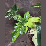 Variegated Philodendron Florida Beauty x Mayoi - Super Rare Live Plants - Home Decor - Exact Same Plant - US Seller