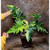 Variegated Philodendron Florida Beauty x Mayoi - Super Rare Live Plants - Home Decor - Exact Same Plant - US Seller