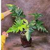 Variegated Philodendron Florida Beauty x Mayoi - Super Rare Live Plants - Home Decor - Exact Same Plant - US Seller