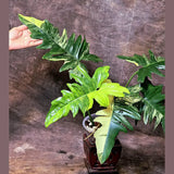 Variegated Philodendron Florida Beauty x Mayoi - Super Rare Live Plants - Home Decor - Exact Same Plant - US Seller