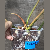 Variegated Philodendron Florida Beauty x Mayoi - Narrow Form - Super Rare Live Plants - Home Decor - Exact Same Plant - US Seller