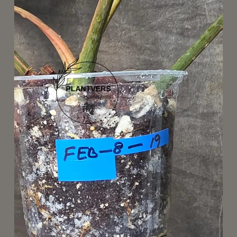 Variegated Philodendron Florida Beauty x Mayoi - Narrow Form - Super Rare Live Plants - Home Decor - Exact Same Plant - US Seller