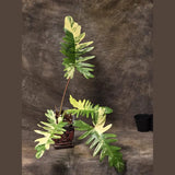 Variegated Philodendron Florida Beauty x Mayoi - Narrow Form - Super Rare Live Plants - Home Decor - Exact Same Plant - US Seller