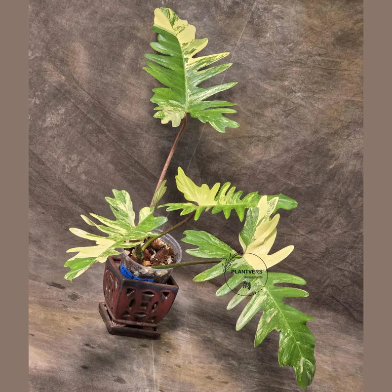 Variegated Philodendron Florida Beauty x Mayoi - Narrow Form - Super Rare Live Plants - Home Decor - Exact Same Plant - US Seller