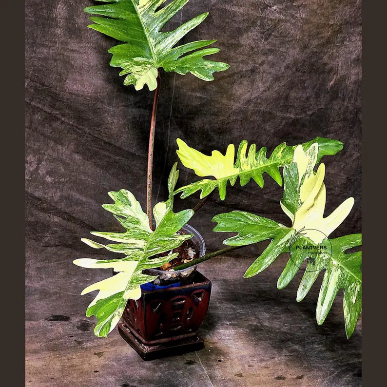 Variegated Philodendron Florida Beauty x Mayoi - Narrow Form - Super Rare Live Plants - Home Decor - Exact Same Plant - US Seller