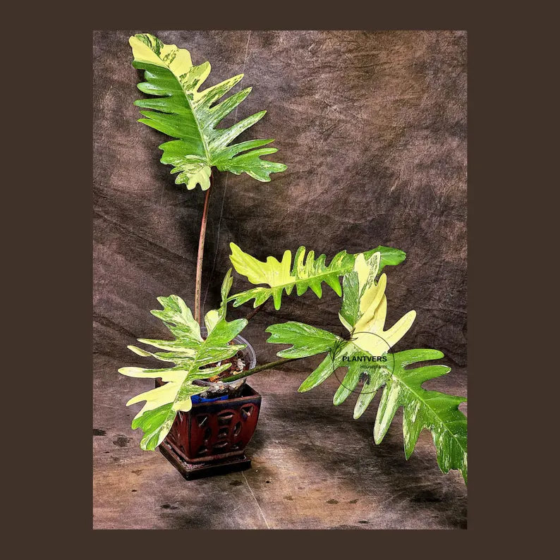 Variegated Philodendron Florida Beauty x Mayoi - Narrow Form - Super Rare Live Plants - Home Decor - Exact Same Plant - US Seller