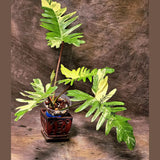 Variegated Philodendron Florida Beauty x Mayoi - Narrow Form - Super Rare Live Plants - Home Decor - Exact Same Plant - US Seller