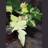 Florida Beauty
Florida Beauty plant
live collector plant