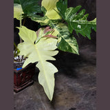 Florida Beauty plant
collector plant
live collector plant