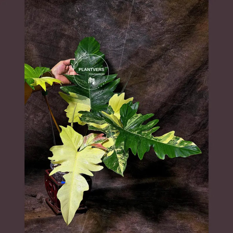 Florida Beauty plant
collector plant
rare indoor plant
Plant for Sale