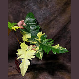 Florida Beauty plant
collector plant
rare indoor plant
Plant for Sale