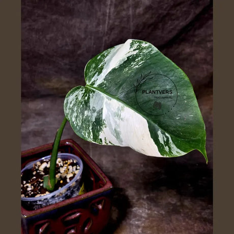 Rare Variegated Monstera Albo Live Plant - White Albo Borsigiana Plant - Best Gift Plant - EXACT Plant - US Seller
