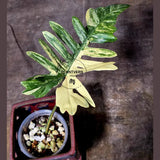 Variegated Philodendron Florida Beauty x Mayoi - Super Rare Live Plants - Air Purifier Plant for Home Decor - Exact Same Plant - US Seller
