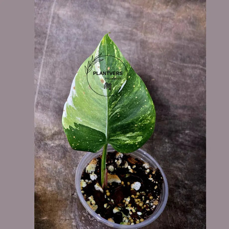 Philodendron White Princess Tricolor - Super Rare Variegated Aroid - Indoor Climbing Houseplant Collector Plant - Same Plant - US Seller