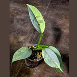 Super Rare Philodendron Silver Sword Variegated Plant - Collectors Plant - Rare Variegated Aroid Live Plant - Exact Same Plant - Us Seller
