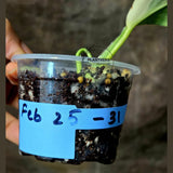 Super Rare Philodendron Silver Sword Variegated Plant - Collectors Plant - Rare Variegated Aroid Live Plant - Exact Same Plant - Us Seller