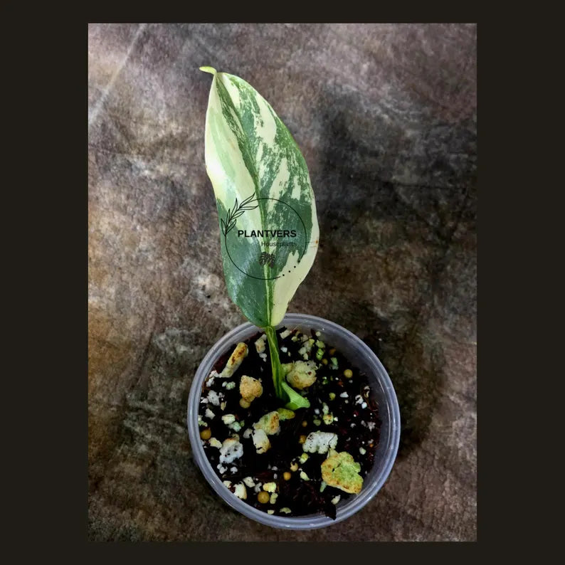 Super Rare Philodendron Silver Sword Variegated Plant - Collectors Plant - Rare Variegated Aroid Live Plant - Exact Same Plant - Us Seller