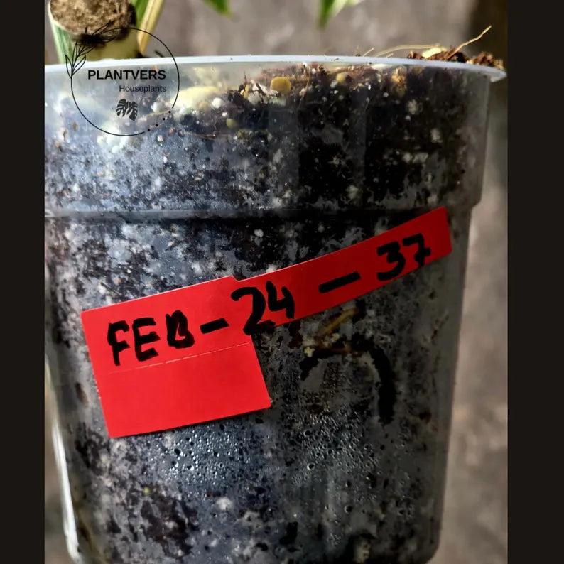 Rare Monstera Albo Variegated - Indoor White Monstera Albo Borsigiana Plant - Live Plant - Large Form - EXACT Same Plant - US Seller