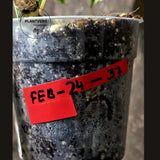 Rare Monstera Albo Variegated - Indoor White Monstera Albo Borsigiana Plant - Live Plant - Large Form - EXACT Same Plant - US Seller