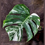 Rare Monstera Albo Variegated - Indoor White Monstera Albo Borsigiana Plant - Live Plant - Large Form - EXACT Same Plant - US Seller