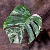 Rare Monstera Albo Variegated - Indoor White Monstera Albo Borsigiana Plant - Live Plant - Large Form - EXACT Same Plant - US Seller