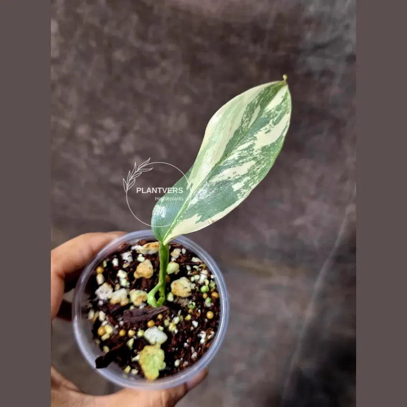 Super Rare Philodendron Silver Sword Variegated Plant - Collectors Plant - Rare Variegated Aroid Live Plant - Exact Same Plant - Us Seller