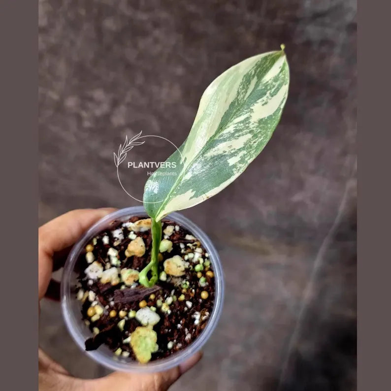 Super Rare Philodendron Silver Sword Variegated Plant - Collectors Plant - Rare Variegated Aroid Live Plant - Exact Same Plant - Us Seller