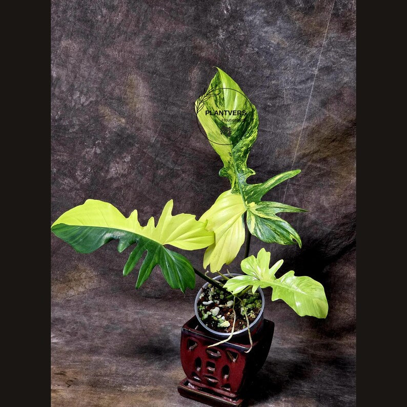 Variegated Philodendron Florida Beauty x Mayoi - Super Rare Live Plants - Air Purifier Plant for Home Decor - Exact Same Plant - US Seller