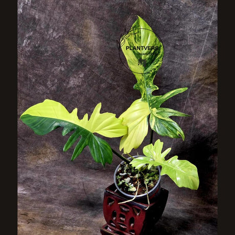 Variegated Philodendron Florida Beauty x Mayoi - Super Rare Live Plants - Air Purifier Plant for Home Decor - Exact Same Plant - US Seller