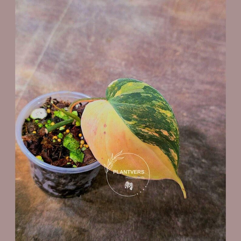 Variegated Philodendron Mican Aurea Potted Plant - Collector's Aroid - Mican Aurea Gift Houseplant - EXTREMELY Rare Live Plant - US Seller