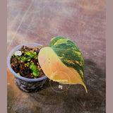 Variegated Philodendron Mican Aurea Potted Plant - Collector's Aroid - Mican Aurea Gift Houseplant - EXTREMELY Rare Live Plant - US Seller