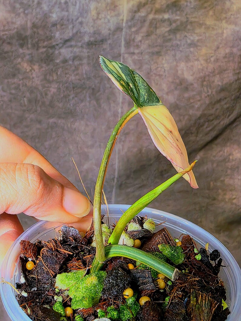 Variegated Philodendron Mican Aurea Potted Plant - Collector's Aroid - Mican Aurea Gift Houseplant - EXTREMELY Rare Live Plant - US Seller