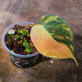Variegated Philodendron Mican Aurea Potted Plant - Collector's Aroid - Mican Aurea Gift Houseplant - EXTREMELY Rare Live Plant - US Seller