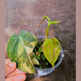 Variegated Philodendron Mican Aurea Potted Plant - Collector's Aroid - Mican Aurea Gift Houseplant - EXTREMELY Rare Live Plant - US Seller